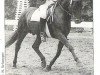 stallion Nadir (German Riding Pony, 1967, from Nazim x)