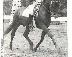 stallion Nadir (German Riding Pony, 1967, from Nazim x)