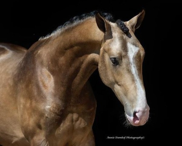 stallion Mc Jump 4 Gold (Nederlands Rijpaarden en Pony, 2019, from McJonnas)