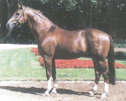 stallion Pageno (Westphalian, 1985, from Pilot)