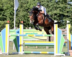 jumper Unesco du Soufflet (Swiss Warmblood, 2013, from Urleven Pironniere)