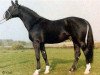 stallion Dorian (Hanoverian, 1969, from Don Carlos 4088)