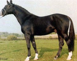 stallion Dorian (Hanoverian, 1969, from Don Carlos 4088)