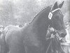 horse Waldmeister (Hanoverian, 1970, from Waidmannsdank xx)