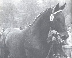 stallion Waldmeister (Hanoverian, 1970, from Waidmannsdank xx)