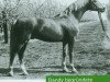 stallion Dandy (Nederlands Welsh Ridepony, 1973, from Catherston Red Gold)