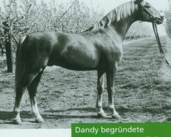 stallion Dandy (Nederlands Welsh Ridepony, 1973, from Catherston Red Gold)