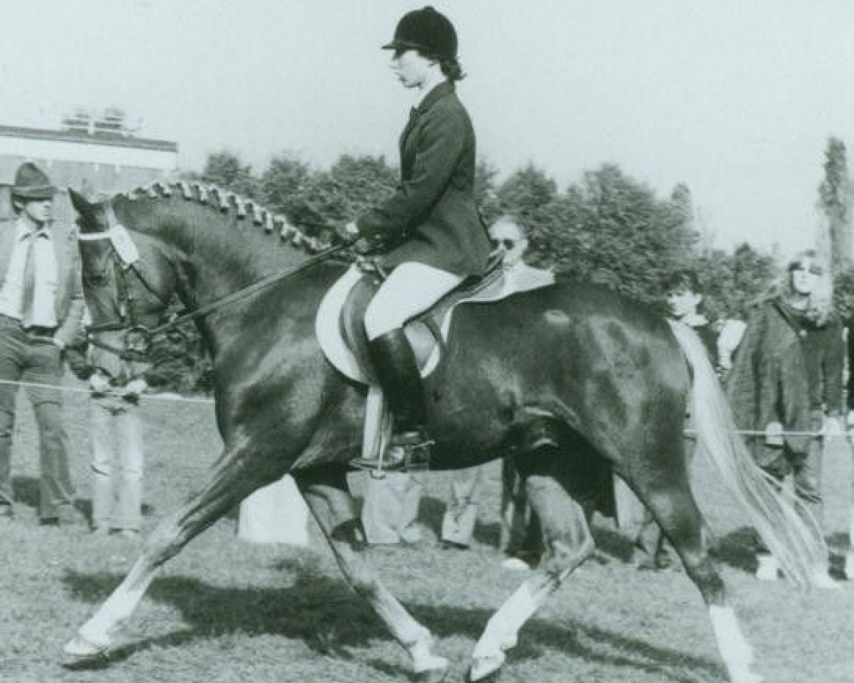 Deckhengst Derby (Deutsches Reitpony, 1977, von Dandy)