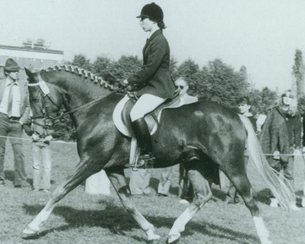stallion Derby (German Riding Pony, 1977, from Dandy)