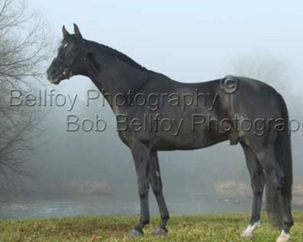stallion Santorini (Oldenburg, 1993, from Sunlight xx)