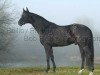 stallion Santorini (Oldenburg, 1993, from Sunlight xx)