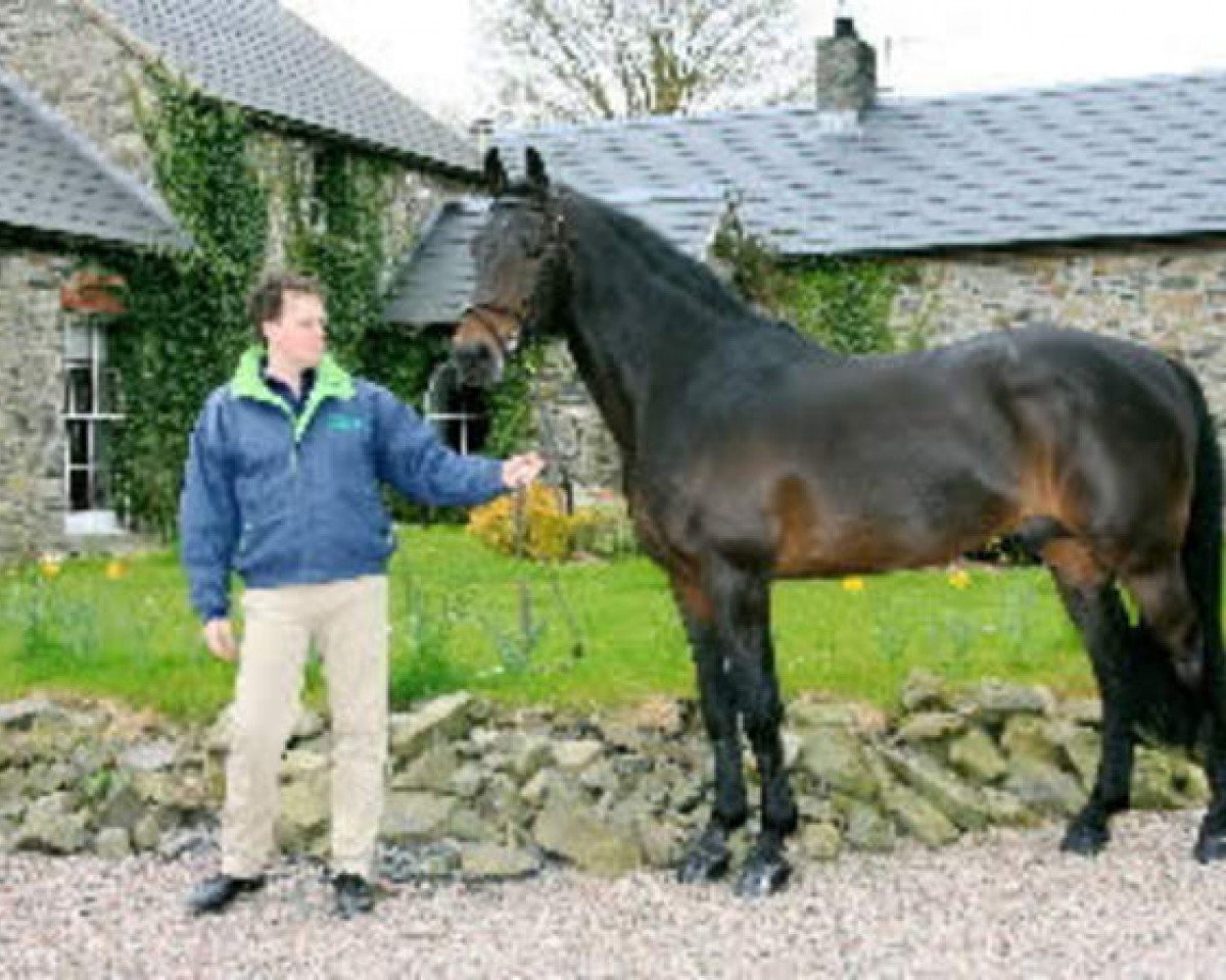 Deckhengst Limmerick (Holsteiner, 1990, von Lancer II)