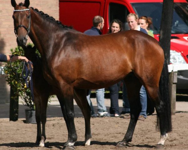 broodmare Double Action (Bavarian, 2003, from Acasino B)