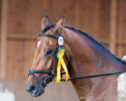 dressage horse Hoftänzer 2 (Hanoverian, 2007, from Hofrat)