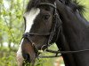 broodmare Shakira B (Holsteiner, 2002, from Barinello)