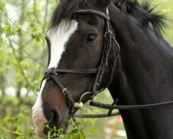 broodmare Shakira B (Holsteiner, 2002, from Barinello)