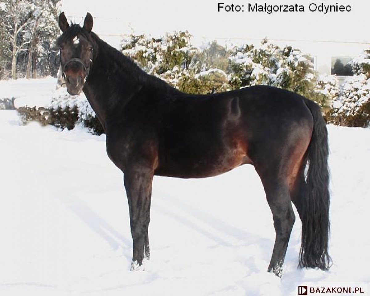 Deckhengst Regon (Polnisches Warmblut, 1998, von West)