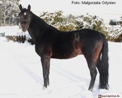 stallion Regon (Polish Warmblood, 1998, from West)