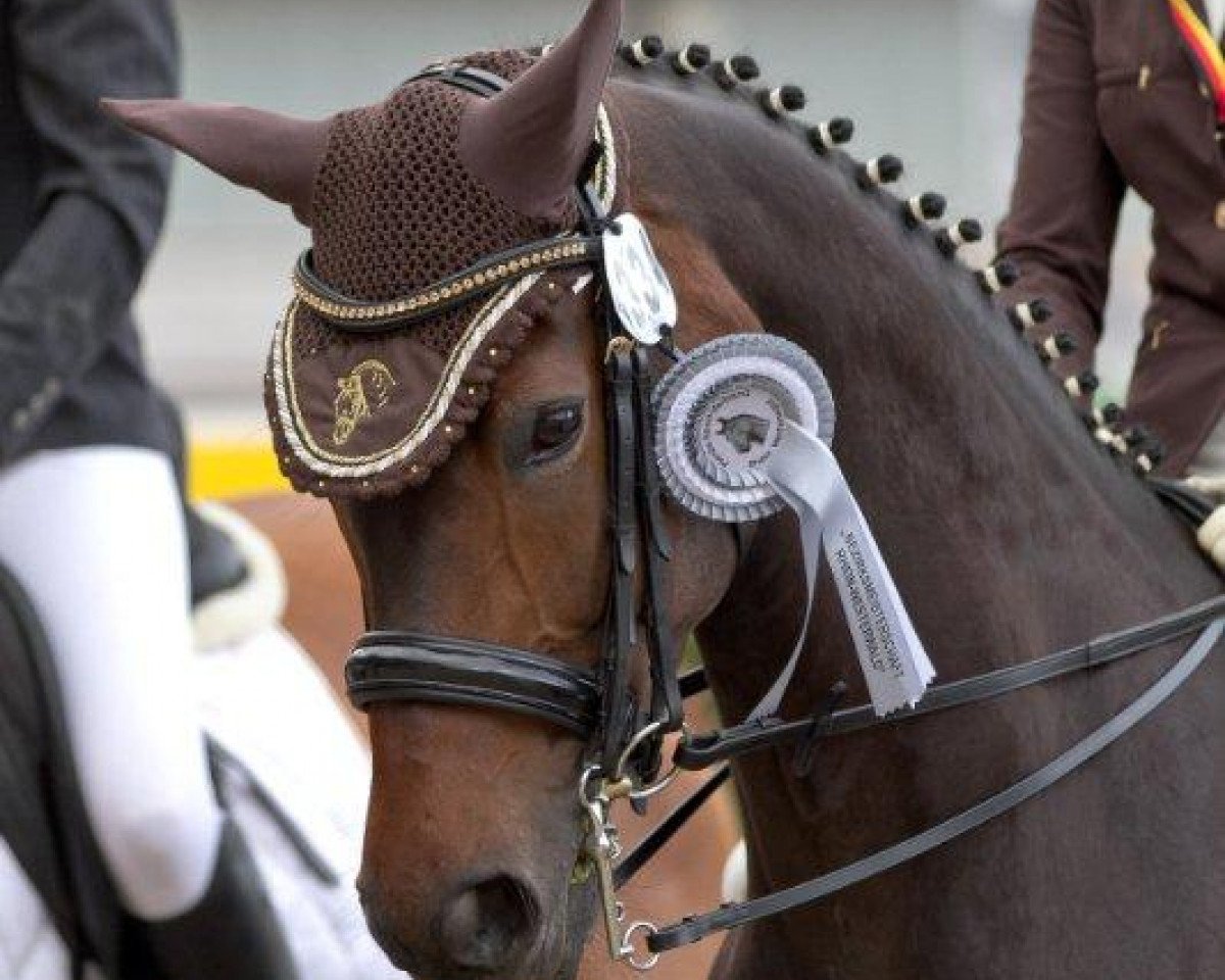Zuchtstute Romina HM (Rheinländer, 2005, von Riccio)