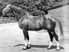 stallion Absinth (Trakehner, 1934, from Poseidon)
