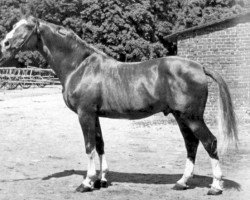 Deckhengst Absinth (Trakehner, 1934, von Poseidon)