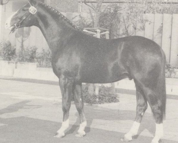 stallion Graf Aramis (Westphalian, 1981, from Graf Spee)