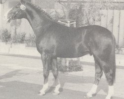 stallion Graf Aramis (Westphalian, 1981, from Graf Spee)