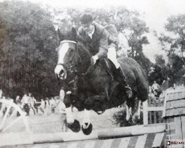 broodmare Brenda (Great Poland (wielkopolska), 2000, from Arlet)