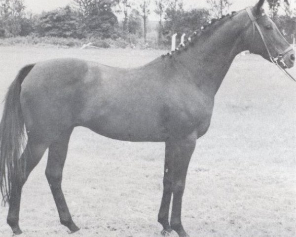 stallion Waldenser xx (Thoroughbred, 1951, from Ticino xx)