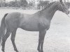 horse Waldenser xx (Thoroughbred, 1951, from Ticino xx)
