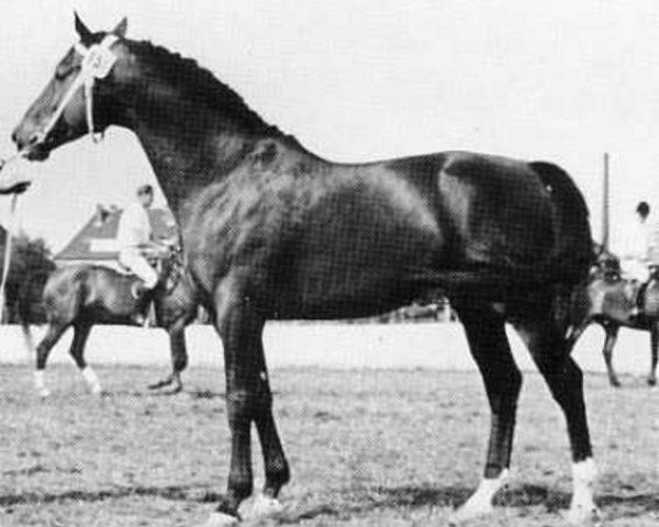 stallion Wahnfried (Holsteiner, 1962, from Waldenser xx)