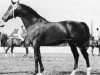stallion Wahnfried (Holsteiner, 1962, from Waldenser xx)