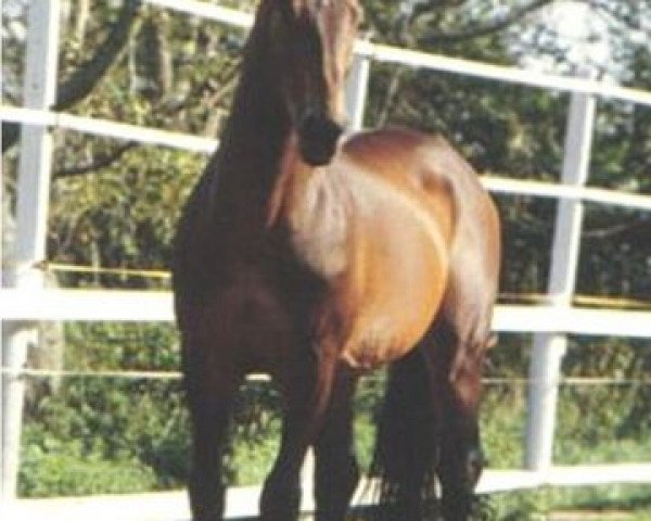 stallion Waldus (Danish Warmblood, 1980, from Wahnfried)