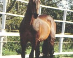 Deckhengst Waldus (Dänisches Warmblut, 1980, von Wahnfried)