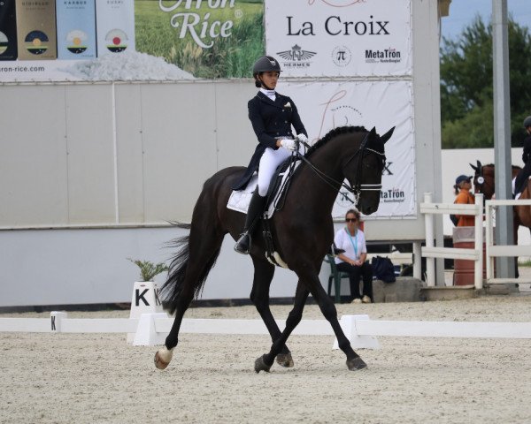 Dressurpferd Kenzo (Dänisches Warmblut, 2015, von Freestyle)