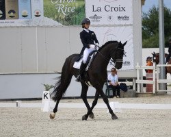 horse Kenzo (Dänisches Warmblut, 2015, from Freestyle)