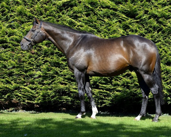 stallion Blue Bresil xx (Thoroughbred, 2005, from Smadoun xx)