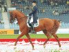 stallion Wenckstern (Hanoverian, 1994, from Weltmeyer)
