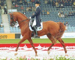 stallion Wenckstern (Hanoverian, 1994, from Weltmeyer)