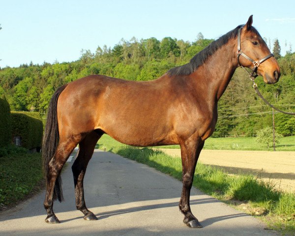 dressage horse Lucky Limerick (Austrian Warmblood, 2007, from Kingsley Lucky Dance)