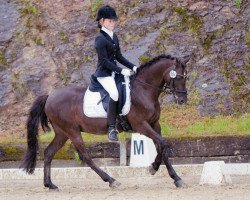 dressage horse Henry (German Riding Pony, 1993, from Henry)