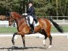 dressage horse Triviant 2 (KWPN (Royal Dutch Sporthorse), 2000, from Olivi)