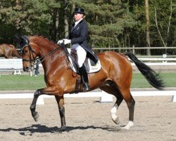 dressage horse Triviant 2 (KWPN (Royal Dutch Sporthorse), 2000, from Olivi)