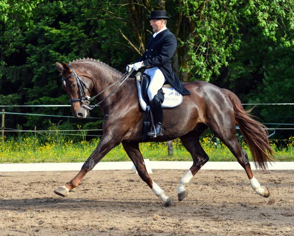 dressage horse Fantaghiero (Oldenburg, 2007, from Fidertanz)