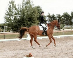 dressage horse Bonfire Heart (Hanoverian, 2009, from Burlington FRH)