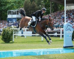 jumper Campbel (Hanoverian, 2003, from Contendro I)