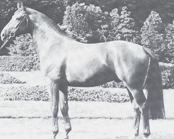 Pferd Direx (Westfale, 1969, von Dirigent)