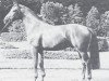 stallion Direx (Westphalian, 1969, from Dirigent)