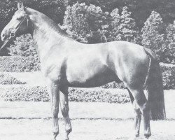 stallion Direx (Westphalian, 1969, from Dirigent)