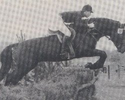 Deckhengst Drilling (Westfale, 1975, von Direx)